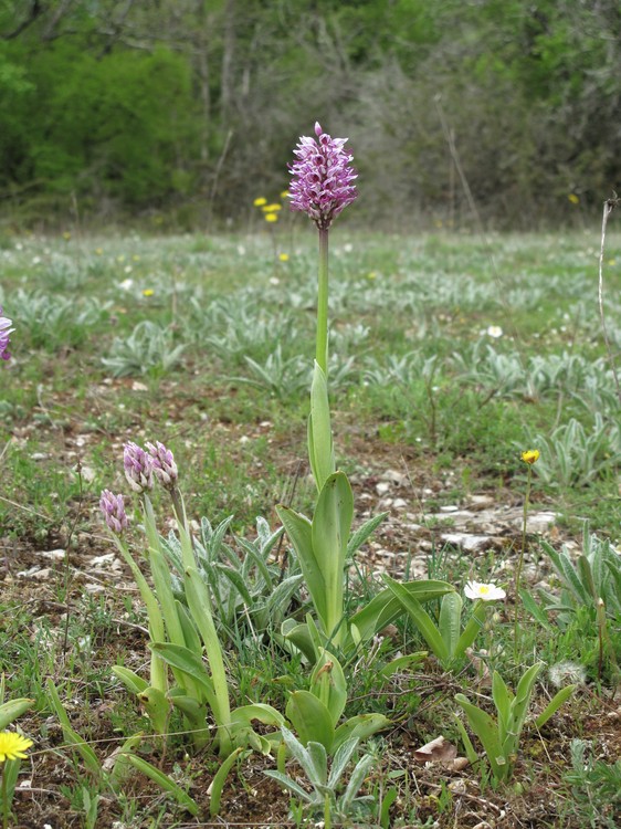 Orchis simia